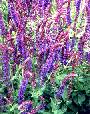 Perennial Salvia