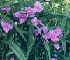 Virginia Spiderwort