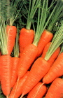 Carrots