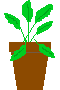 potted plant