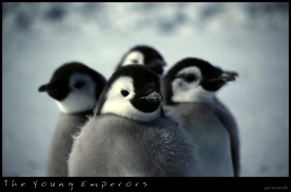 emperor penguins  by  P a u l  W o o d r o f f e