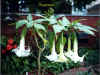 Brugmansia.jpg (69771 bytes)