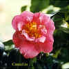 Camellia.jpg (25785 bytes)