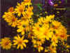 Coreopsis.jpg (63152 bytes)