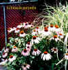 Echinacea.jpg (106950 bytes)