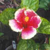 Hibiscus Morning Glory.jpg (27385 bytes)