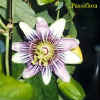 Passiflora.jpg (28972 bytes)