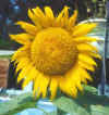 Sunflower.jpg (49978 bytes)