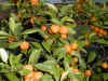 calamondin orange.JPG (291038 bytes)