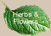 Herb Plants, Crafts, Culinary & Cleaning Uses