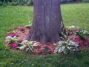 Base of Oak Tree Flowers