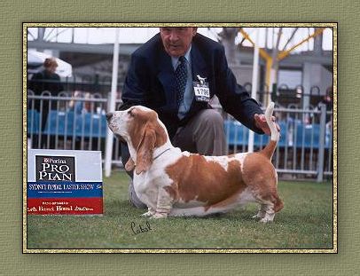 Nikki winning Best of Breed at Sydney Royal 2002 Click for Merribas Basset Hounds