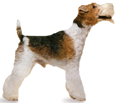 Wire Fox Terrier