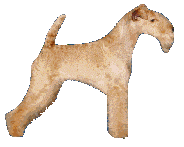 Lakeland Terrier