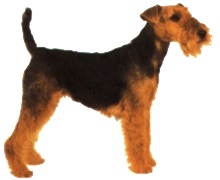 Welsh Terrier