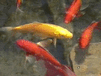 Yellow Koi