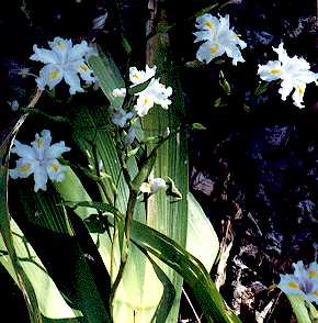 A Crested Iris Plant