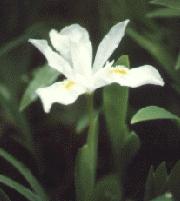 I. cristata

alba