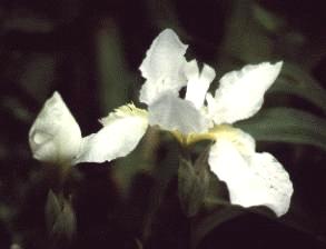 I. tectorum alba