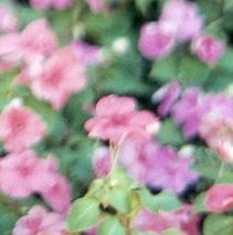 impatiens