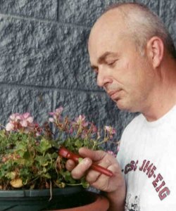 pruning geranium