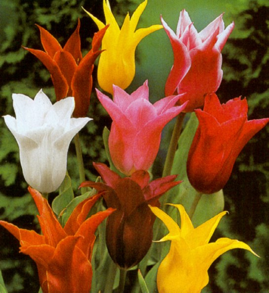 Growing Tulips