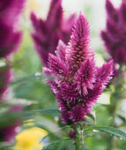  growing plumed celosia