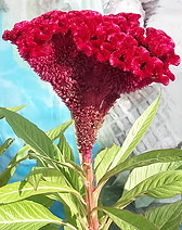 growing crested celosia, cockscomb