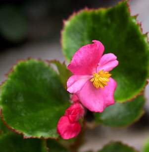 growing green leaf wax begonia