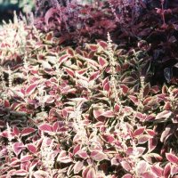 coleus