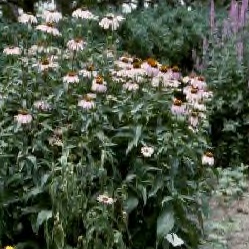  growing coneflower