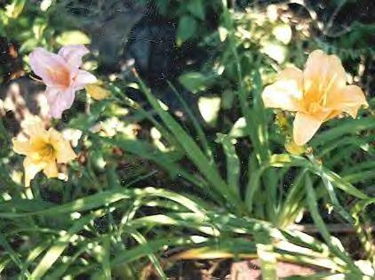  growing day lily for beginners