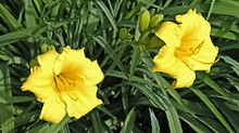 growing day lily stella d'oro