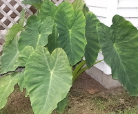 growing elephant ears