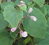 growing Hardy Begonia