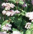 hardy ageratum