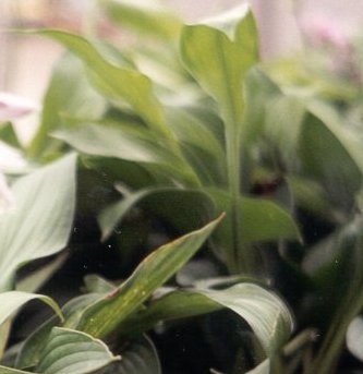 growing hosta for beginners