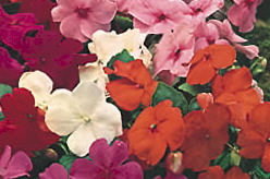 impatiens