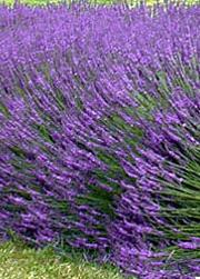 lavender grown as hedge