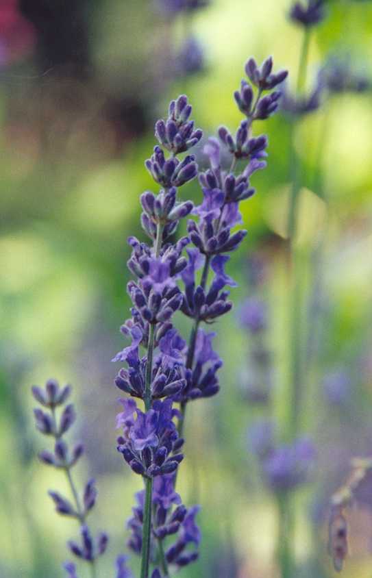 lavender closeup