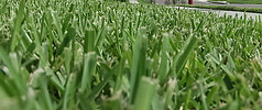 lawn grasses