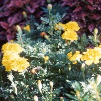 marigold the happy face of summer