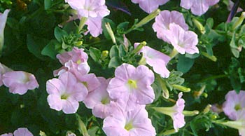  Colorful Petunias