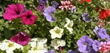 hanging basket of petunias