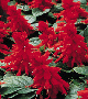 salvia-red