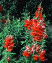 red snapdragon