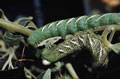  tomato hornworm