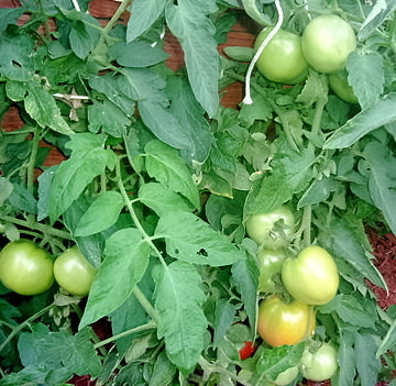 tomato vine