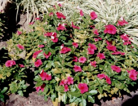  annual vinca in the landscape