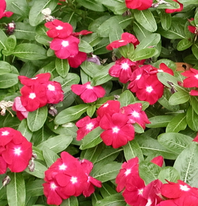 vinca with contrasting white 'eye'